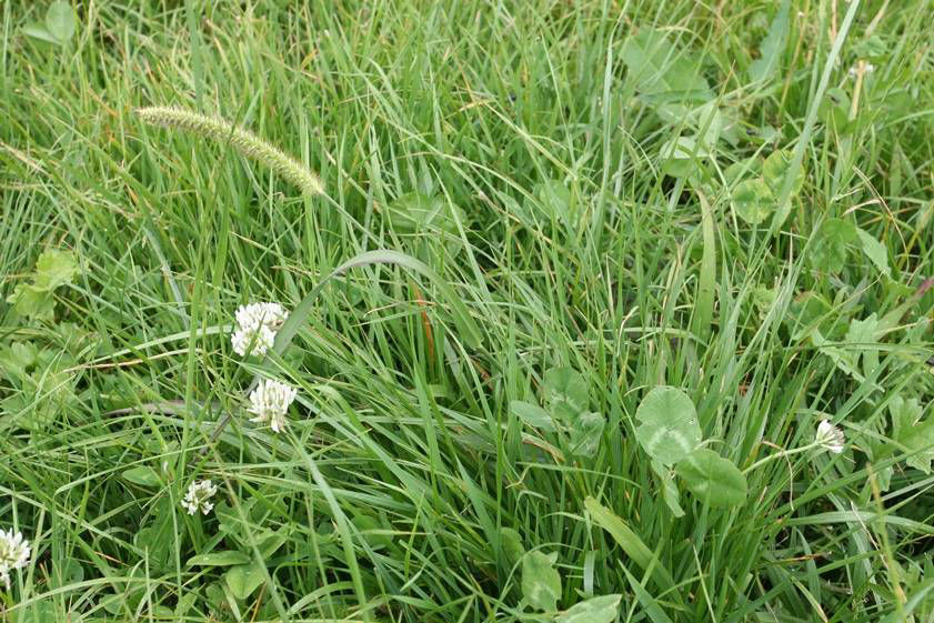 Yellow Bristle Grass